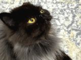 1 YAŞINDA İRAN KEDİSİ ÜCRETSİZ YUVA ARAYIŞI