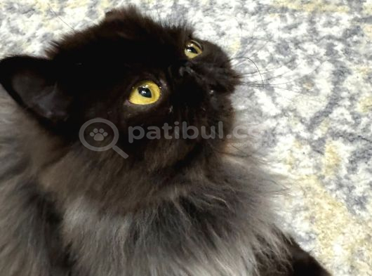 1 Yaşinda İran Kedi̇si̇ Ücretsi̇z Yuva Arayişi