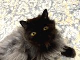1 Yaşinda İran Kedi̇si̇ Ücretsi̇z Yuva Arayişi