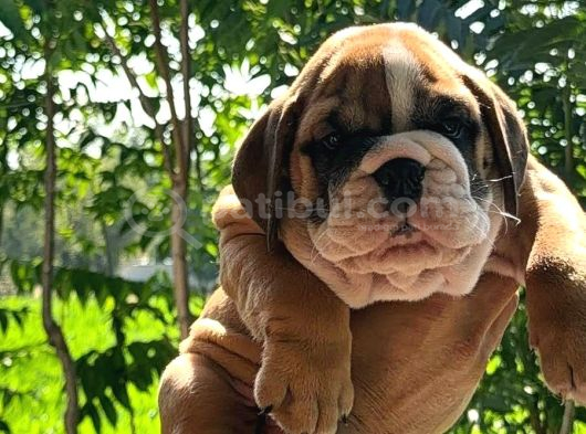 Tombi̇ş Bebekler görsel