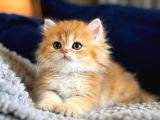 British Shorthair Ve Longhair Golden Yavrular