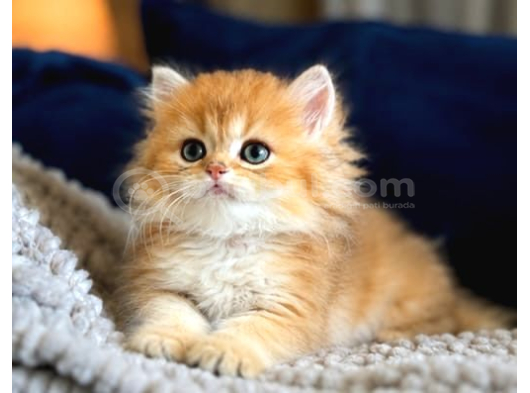 British Shorthair Ve Longhair Golden Yavrular görsel