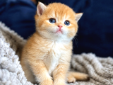 Lisanslı Üretim Evinden British Shorthair Golden Bebekler
