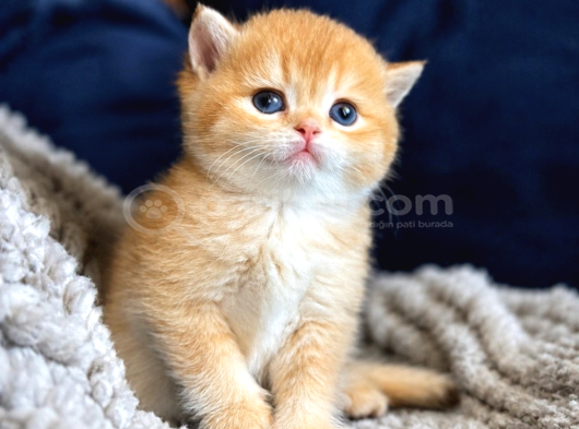 Lisanslı Üretim Evinden British Shorthair Golden Bebekler görsel