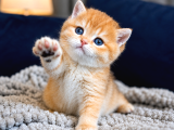 Lisanslı Üretim Evinden British Shorthair Golden Bebekler