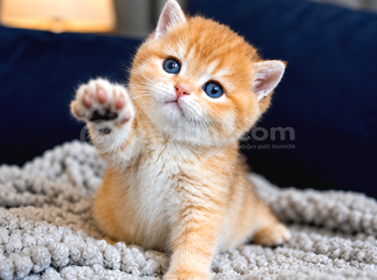Lisanslı Üretim Evinden British Shorthair Golden Bebekler görsel
