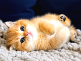 Lisanslı Üretim Evinden British Shorthair Golden Bebekler