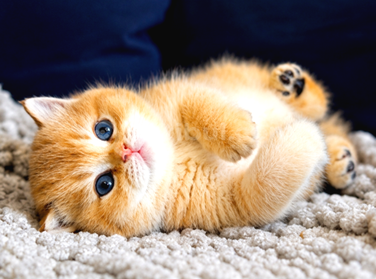Lisanslı Üretim Evinden British Shorthair Golden Bebekler görsel