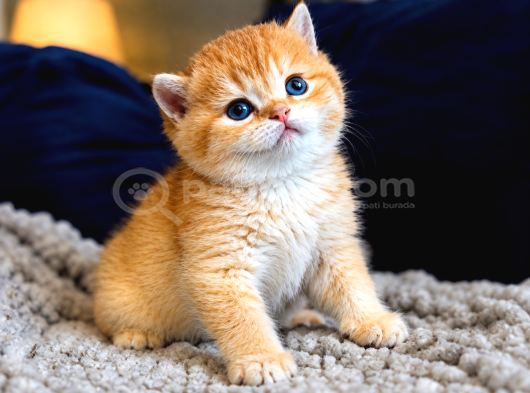 Lisanslı Üretim Evinden British Shorthair Golden Bebekler görsel