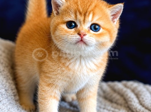 Lisanslı Üretim Evinden British Shorthair Golden Bebekler görsel