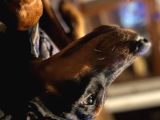 3 Yaşinda Erkek Ve 9 Ayli̇k İki̇ Di̇şi̇ Doberman