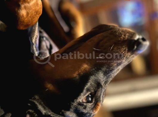 3 Yaşinda Erkek Ve 9 Ayli̇k İki̇ Di̇şi̇ Doberman görsel
