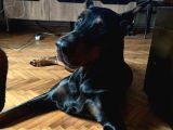 3 YAŞINDA ERKEK VE 9 AYLİK İKİ DİŞİ DOBERMAN