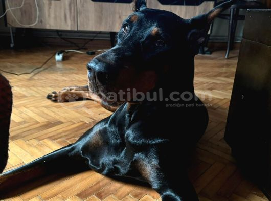 3 Yaşinda Erkek Ve 9 Ayli̇k İki̇ Di̇şi̇ Doberman
