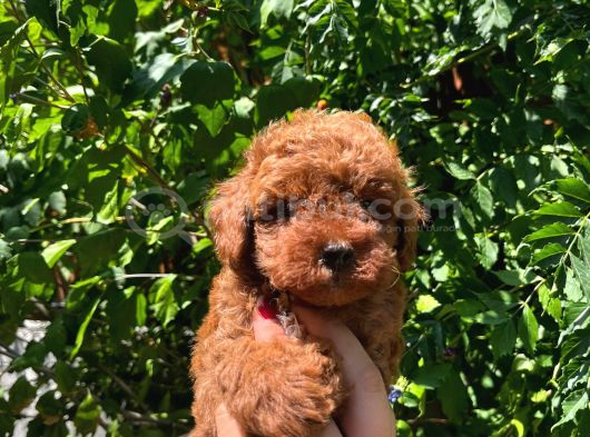 Toy Poodle Yavrular görsel