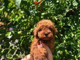 Toy Poodle Yavrular