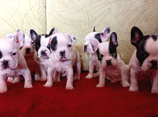 Korsan French Buldog Yavrular