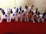 Korsan French Buldog Yavrular