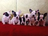Korsan French Buldog Yavrular
