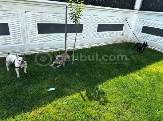 Bir Dişi Iki Erkek Fransız Bulldog Uygun Rakamlara Verilecek