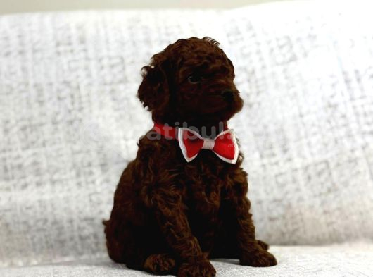 Toy Poddle Yavruları görsel