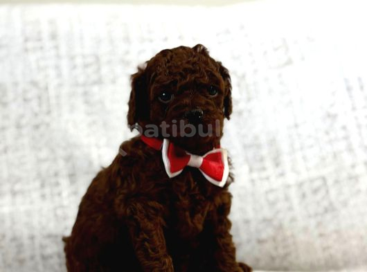 Toy Poddle Yavruları