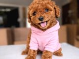 Toy Poodle Yavrular