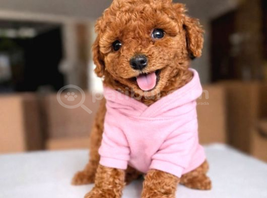 Toy Poodle Yavrular görsel