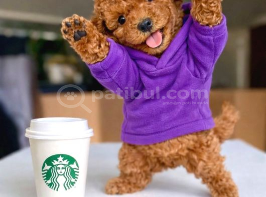 Toy Poodle Yavrular görsel