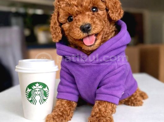 Toy Poodle Yavrular