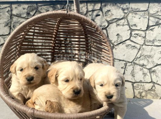 Baby Face Golden Retriever
