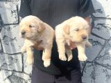 Baby Face Golden Retriever