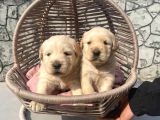 Baby Face Golden Retriever