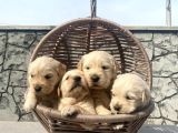 Baby Face Golden Retriever