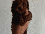 Kore Poodle Yavrular Tea Cup 1 Kilo Garantili