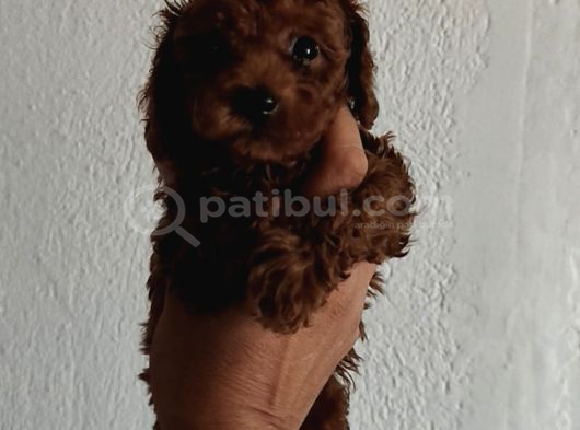 Kore Poodle Yavrular Tea Cup 1 Kilo Garantili görsel