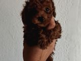 Kore poodle yavrular tea cup 1 Kilo garantili