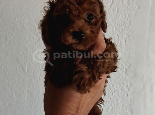 Kore Poodle Yavrular Tea Cup 1 Kilo Garantili