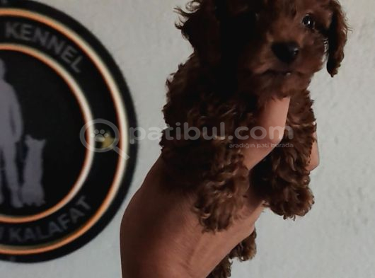 Kore Poodle Yavrular Tea Cup 1 Kilo Garantili görsel