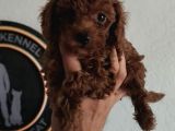 Kore Poodle Yavrular Tea Cup 1 Kilo Garantili