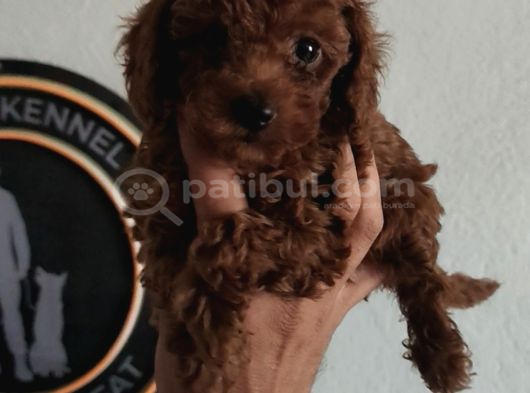 Kore Poodle Yavrular Tea Cup 1 Kilo Garantili görsel