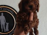 Kore Poodle Yavrular Tea Cup 1 Kilo Garantili