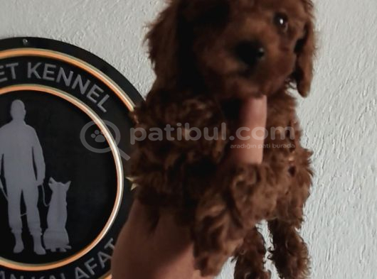 Kore Poodle Yavrular Tea Cup 1 Kilo Garantili görsel