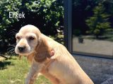 Cocker Yavrular Baby Face