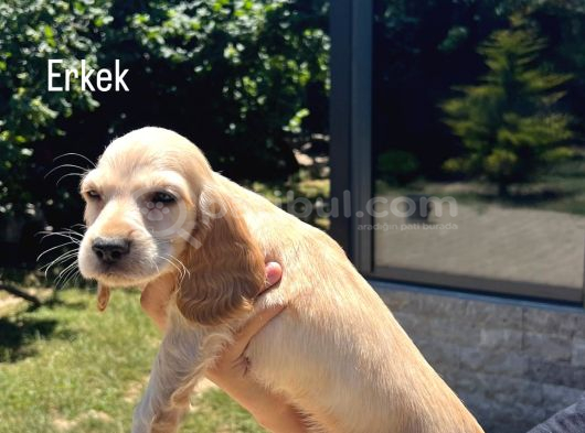 Cocker Yavrular Baby Face görsel