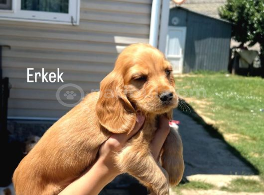Cocker Yavrular Baby Face