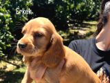 Cocker Yavrular Baby Face