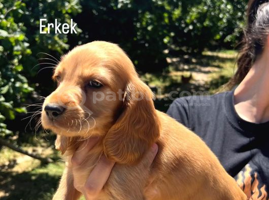 Cocker Yavrular Baby Face görsel