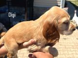 Cocker Yavrular Baby Face