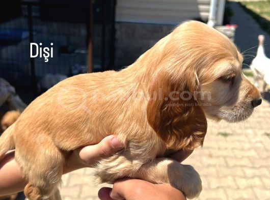 Cocker Yavrular Baby Face görsel